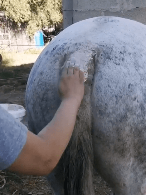 creme de soins dermite cheval apaisant